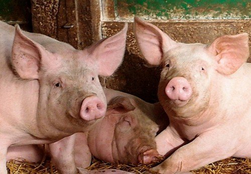 Пика у свиней: симптоми і лікування в домашніх умовах