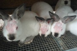 Цистицеркоз финноз у кроликів і його лікування