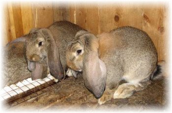 Кролики породи баран: різновиди та характерні особливості