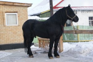 Характеристика та історія породи коней першерон