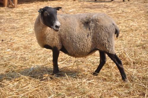 Вівці романівської породи: характеристика, догляд за ягнятами, фото