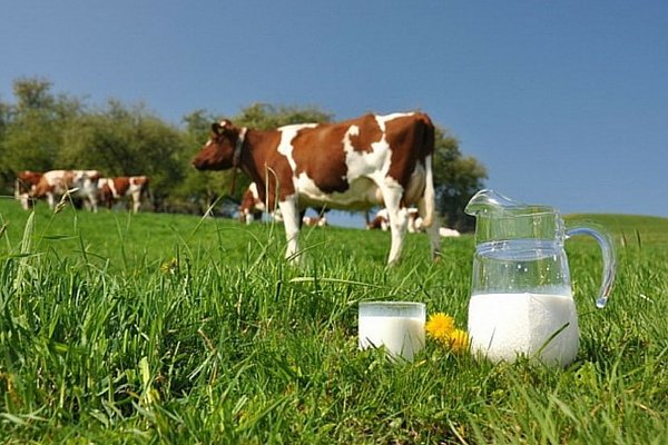Жирність молока у корів: способи визначення
