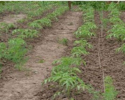 Посадка томатів у відкритий грунт. Схеми посадки томатів