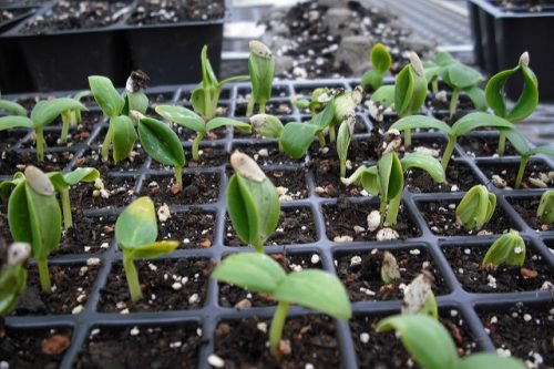Огірки на підвіконні взимку: вирощування для початківців