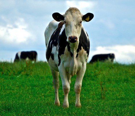 Годування корови для хороших надоїв, її раціон