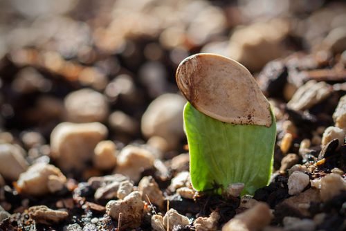 Як виростити гарбуз у відкритому грунті з насіння