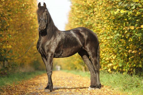 Фризька порода коней: опис, розведення