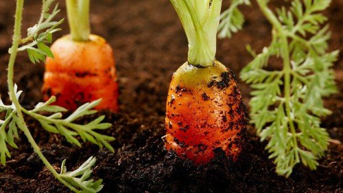 Вирощування моркви: в теплиці, парнику