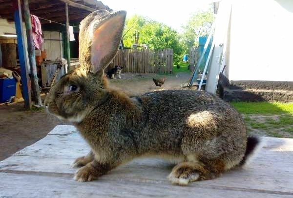 Характеристика та продуктивність породи кроликів Різен