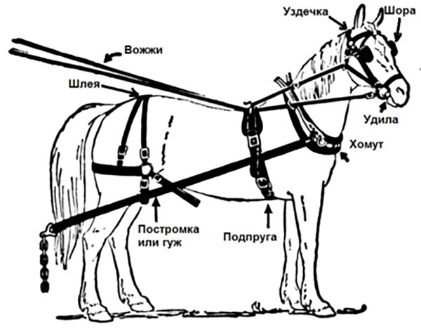 З чого складається і яка буває збруя для коня?