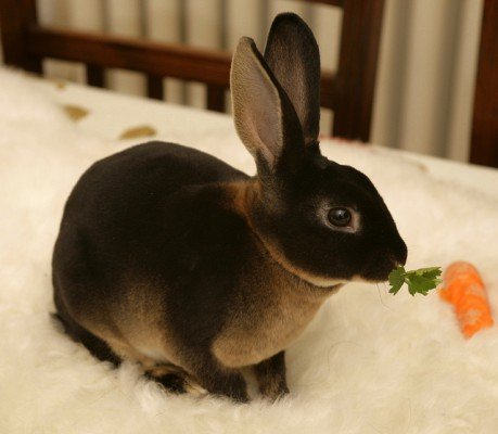 Кролики рекс: розведення породи, догляд, фото