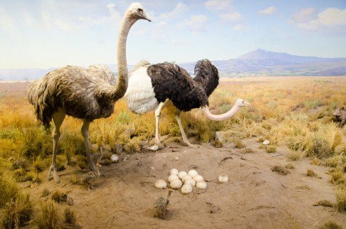 Як часто лунають страуси, скільки яєць на місяць