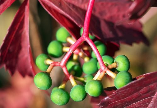 Як розмножити дикий виноград: способи