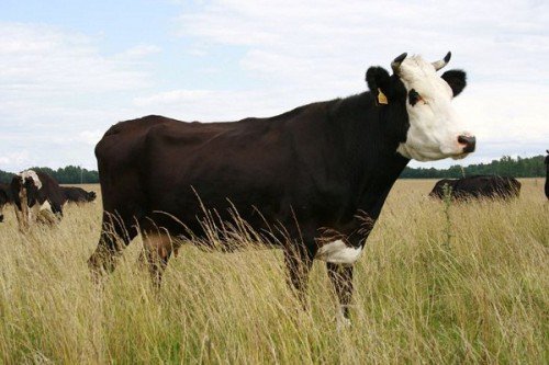Скільки корова дає молока: у добу після отелення