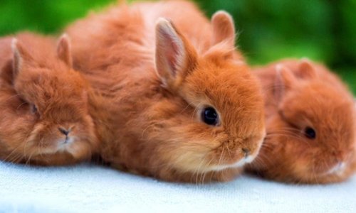 Особливості догляду та утримання карликових кроликів