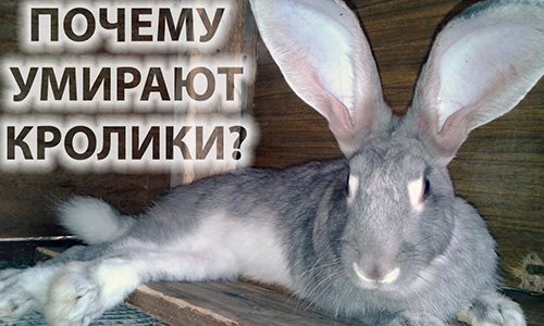 Як розвивається і лікувати кокцидіоз у кроликів?