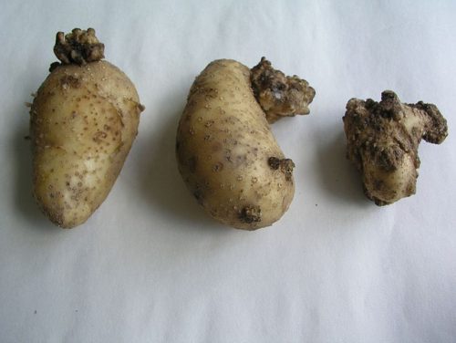 Рак бульб картоплі (група грибів): чим небезпечно для людини