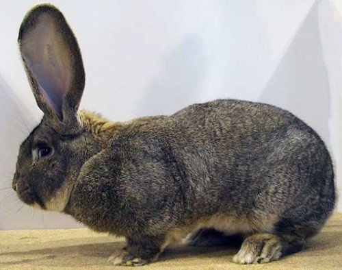 Кролики породи Різен: опис, зміст