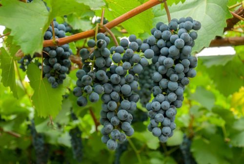 Декоративний виноград: сорти, догляд, вирощування