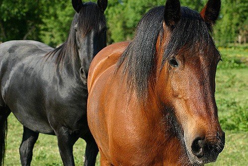 Клички коней: для кобил і жеребців список від А до Я