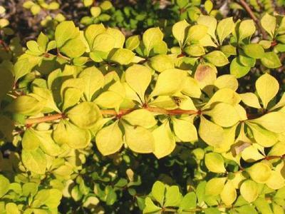 Дивовижний барбарис тунберга — сорти.