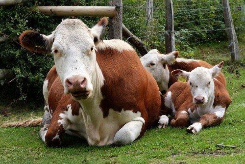 Герефордська порода корів: характеристика, опис, особливості