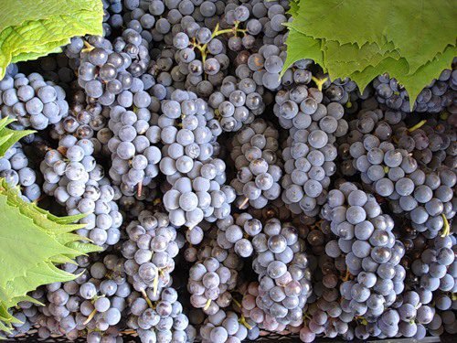 Виноград Ізабелла: коли і як садити, догляд