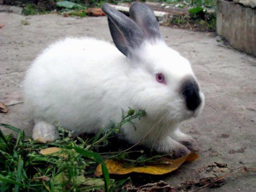 Каліфорнійська порода кроликів: опис, зміст