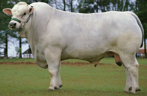 Руда корова: опис породи, теля