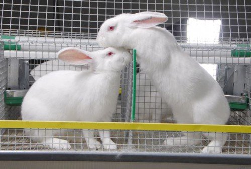 Розведення кроликів як бізнес: рентабельність, бізнес план