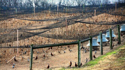 Домашня ферма з розведення фазанів: план розвитку