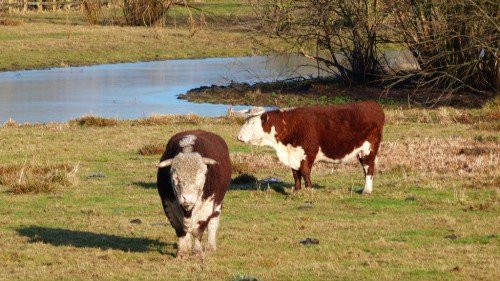 Герефордська порода корів: характеристика, опис, особливості
