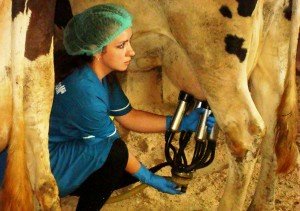 Принцип роботи машинної технології доїння корів