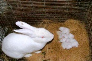 Причини, чому кролиця зїдає кроленят