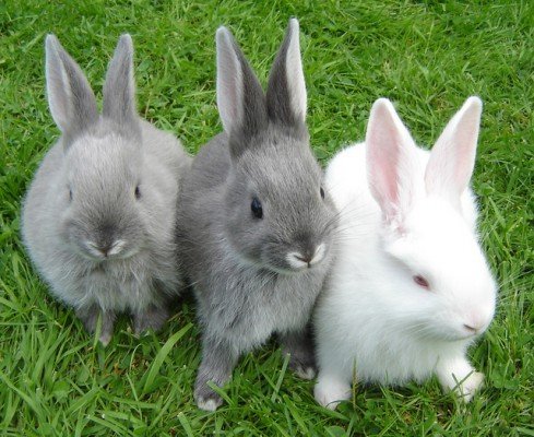 Хвороби кроликів: види, симптоми, лікування