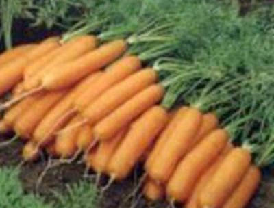 Кращі сорти моркви для відкритого грунту.