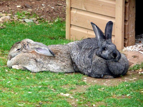 Пододерматит у кроликів: симптоми, лікування
