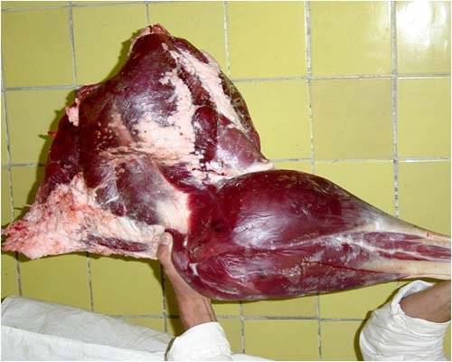 Як забити на мясо страуса, оброблення туші
