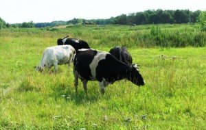 Симптоми і лікування атонії передшлунків у корови