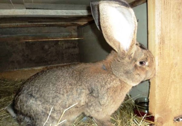 Опис, специфіка утримання кролів породи Фландр
