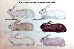 Розділи бізнес плану по розведенню кроликів