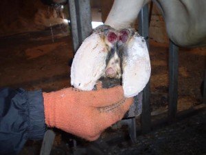 Хвороби ратиць у корів: діагностика, лікування, профілактика
