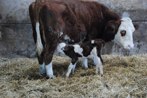 Лікування парезу у корови: симптоми, профілактика
