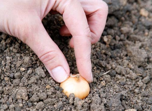 Цибуля халцедон: опис сорти, вирощування з насіння