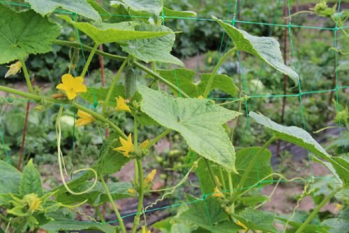 Сітка для огірків: підвязка, вирощування