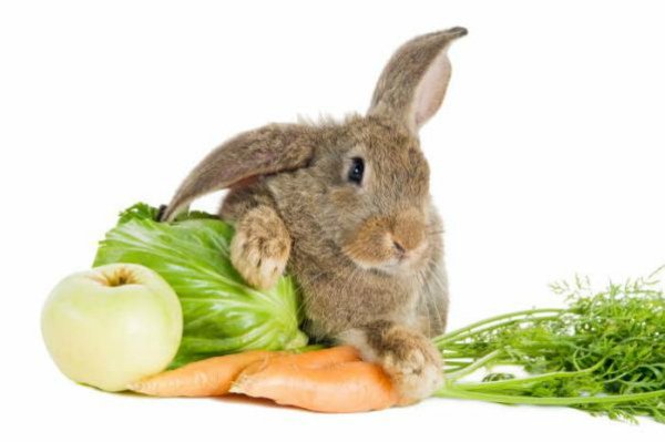 Корм для кроликів: який вибрати для годування вихованців