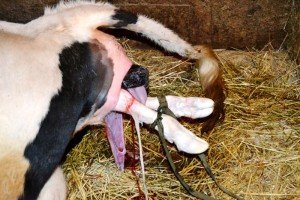 Отелення корови: симптоми, підготовка, прийняття теляти