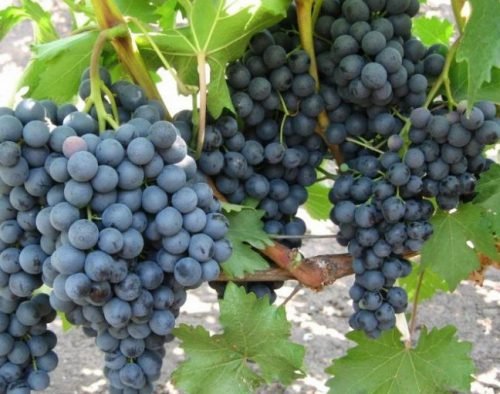 Виноград Максі: опис сорту, посадка, догляд