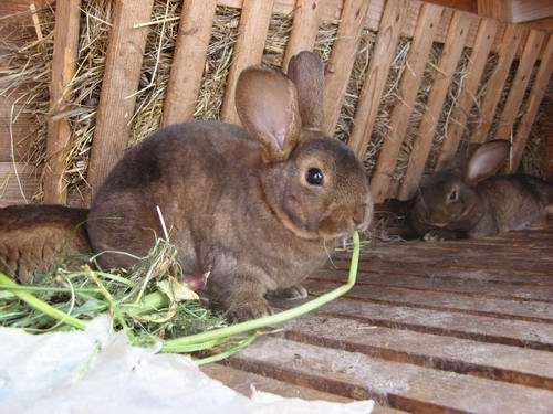 Радянський мардер   Порода кроликів