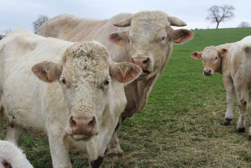 Порода корів Шароле: характеристика, фото, огляд